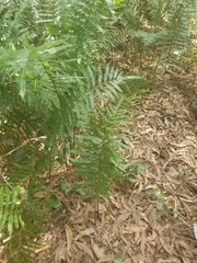 Telmatoblechnum serrulatum