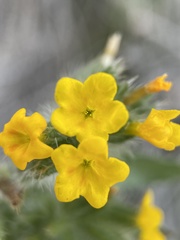 Amsinckia lycopsoides