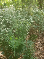 Telmatoblechnum serrulatum