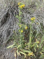 Amsinckia lycopsoides