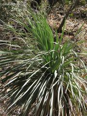 Nolina orbicularis