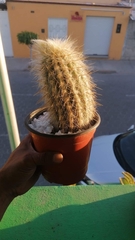 Espostoa