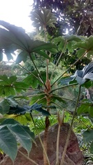 Tetrapanax