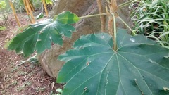 Tetrapanax