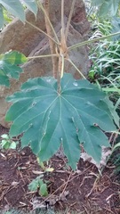 Tetrapanax