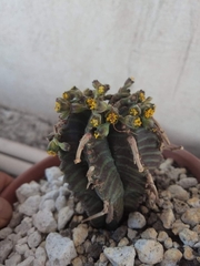 Euphorbia spiralis