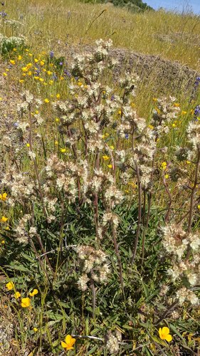 Kaweah River phacelia (Phacelia egena)