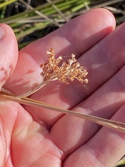 Juncus effusus austrocalifornicus