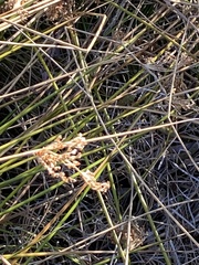 Juncus effusus austrocalifornicus