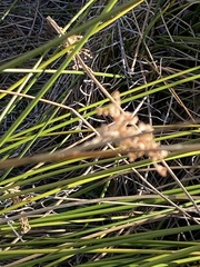 Juncus effusus austrocalifornicus