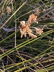 Juncus effusus austrocalifornicus