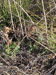 Juncus effusus austrocalifornicus