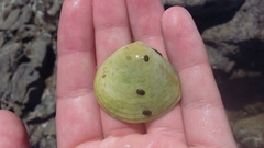 Pseudarcopagia disculus