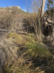 Juncus effusus austrocalifornicus