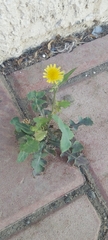 Sonchus oleraceus