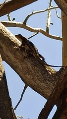 Sceloporus clarkii