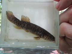 Umbra limi