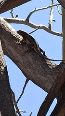 Sceloporus clarkii