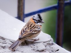 Zonotrichia capensis
