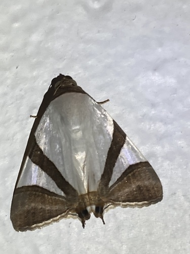 Eulepidotis rectimargo