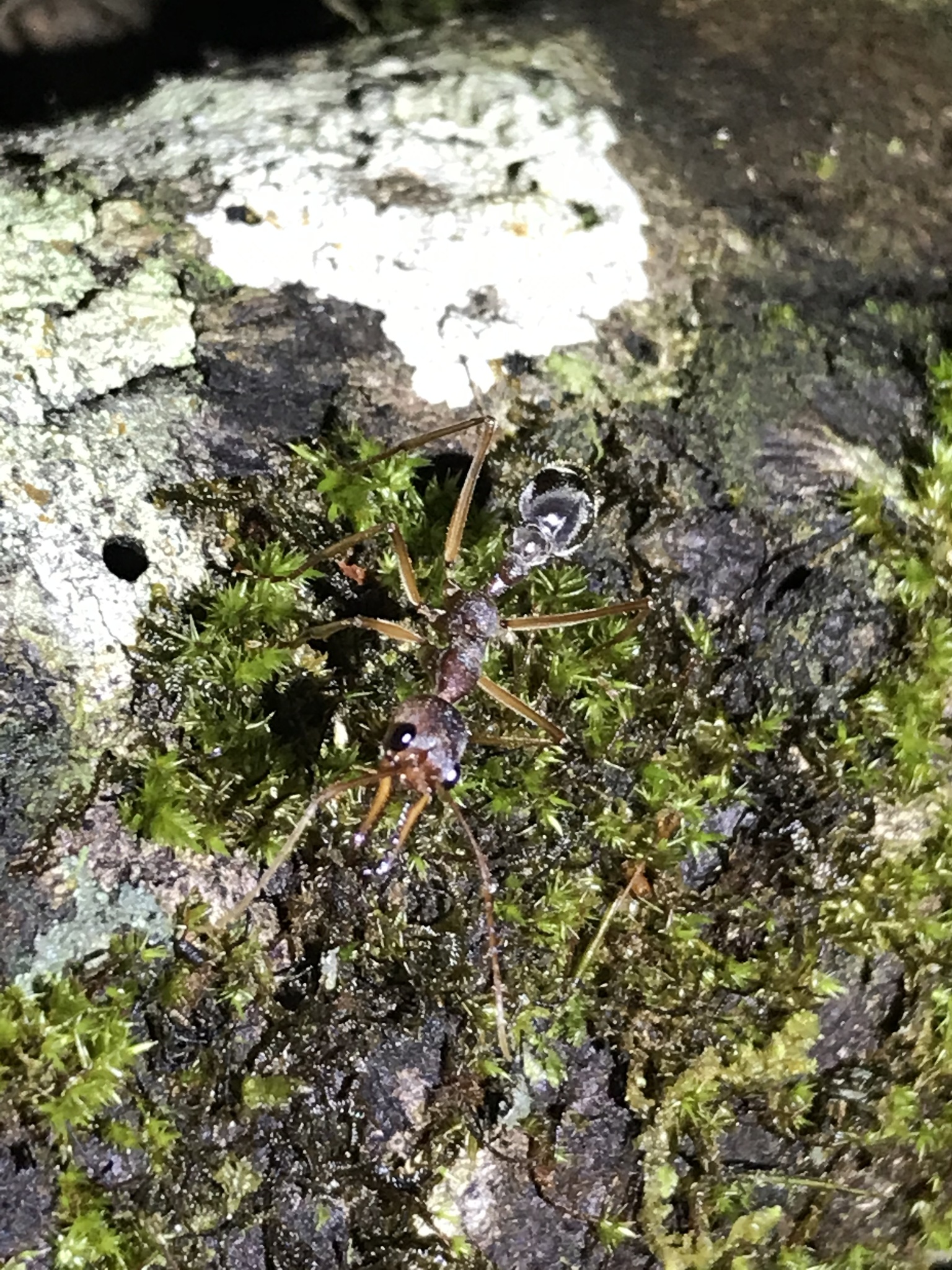 Myrmecia mjobergi