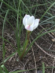 Zephyranthes fosteri