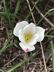 Zephyranthes fosteri