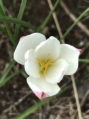 Zephyranthes fosteri