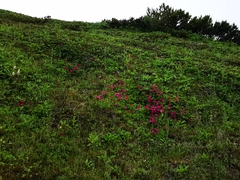 Rhododendron camtschaticum