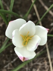 Zephyranthes fosteri