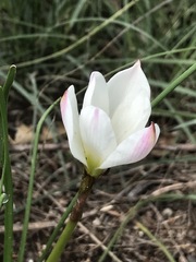 Zephyranthes fosteri