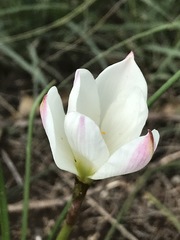 Zephyranthes fosteri
