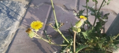 Sonchus oleraceus