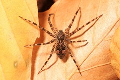 Dolomedes tenebrosus