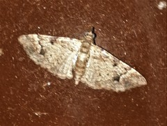 Mnesiloba eupitheciata