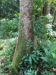 Elaeocarpus angustifolius