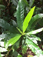 Elaeocarpus angustifolius