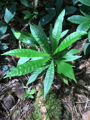 Elaeocarpus angustifolius