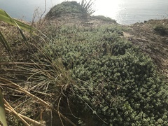 Pimelea prostrata