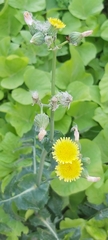 Sonchus oleraceus