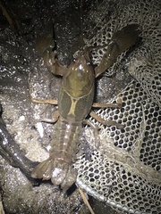 Lacunicambarus nebrascensis