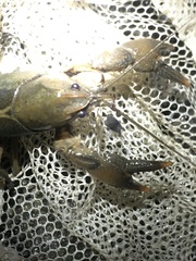 Lacunicambarus nebrascensis