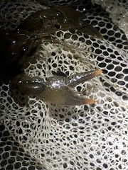 Lacunicambarus nebrascensis