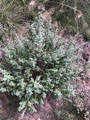 Brickellia veronicifolia