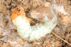 Lucanidae