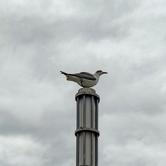 Leucophaeus atricilla