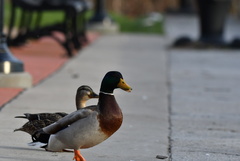 Anas platyrhynchos