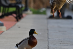 Anas platyrhynchos