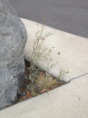 Golovinomyces fischeri