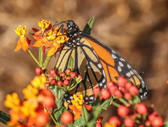 Danaus plexippus